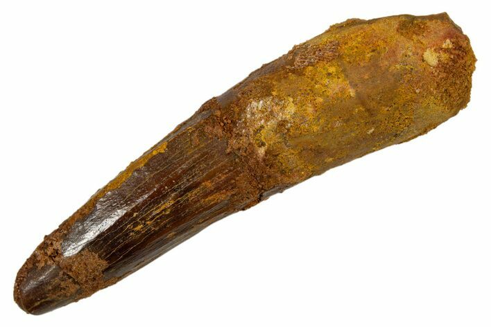 Fossil Spinosaurus Tooth - Real Dinosaur Tooth #324847